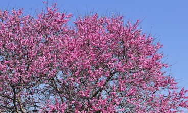 桃花的虫害防治大全