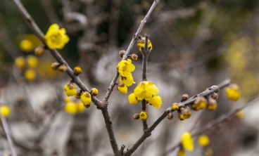 腊梅的常见虫害和防治方法