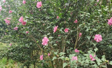 木槿叶子发黄怎么办