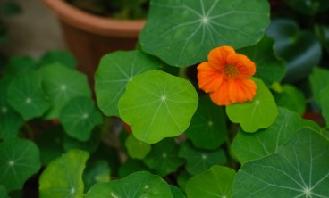 旱金莲叶子发黄怎么回事