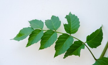 凌霄花虫害及防治方法