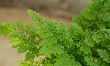 铁线蕨叶子干了怎么办