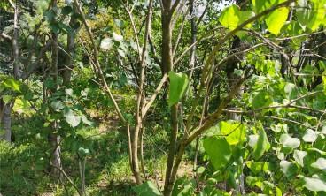 丁香叶子发黄是怎么回事