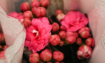 长寿花常见虫害防治方法