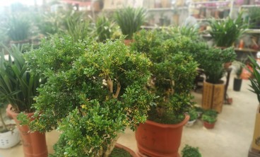 米兰虫害及防治方法