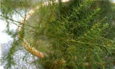 家里养的花草总爱黄叶怎么办