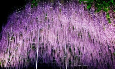 紫藤常见虫害及防治