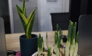 水仙花的虫害防治方法