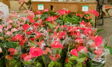 红掌叶子发黄焦边干枯是怎么回事