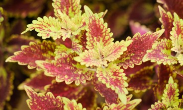 彩叶草叶子发黄怎么办