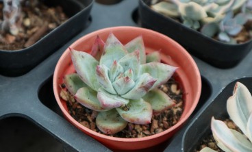 多肉植物的虫害防治