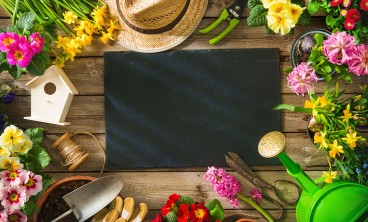 金钱兜叶子发黄怎么办