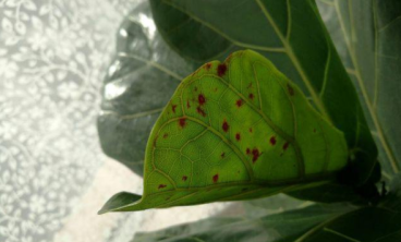 琴叶榕叶子锈斑的原因及解决办法