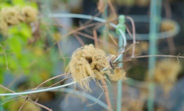 铁线莲虫害及防治方法