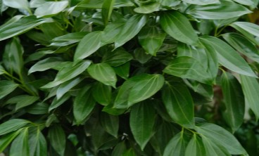 平安树叶子发黄是怎么回事