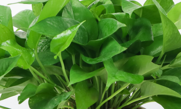 4种最常见的室内耐阴花卉绿植