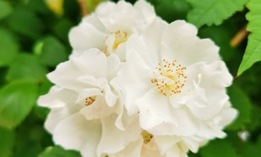 蔷薇花虫害及防治方法