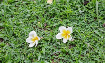 鸡蛋花叶子发黄是什么原因