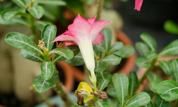 刚买的沙漠玫瑰叶子发黄怎么办