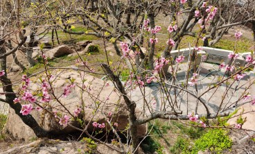 桃花叶子发黄怎么回事