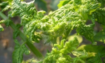 黄化卷叶病：叶脉间黄化卷缩，附近有白色小虫