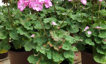 天竺葵病虫害及防治办法