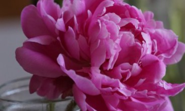 芍药虫害及防治方法