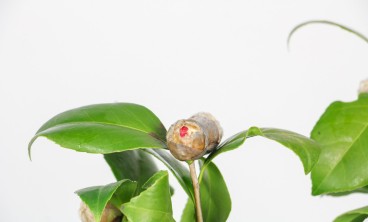 茶花叶子发黄怎么办