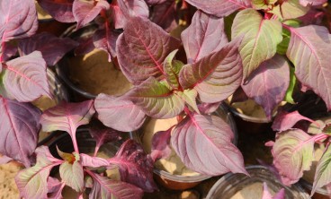 彩叶草虫害防治方法