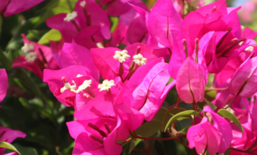 家里养三角梅注意这4点开花多