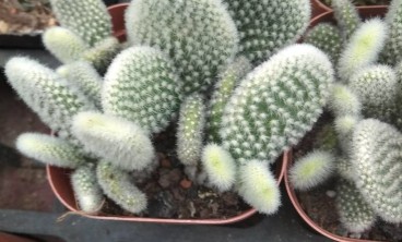 仙人掌的虫害防治大全