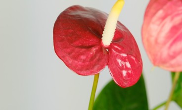 红掌叶片发黄长斑，教你一招马上绿油油