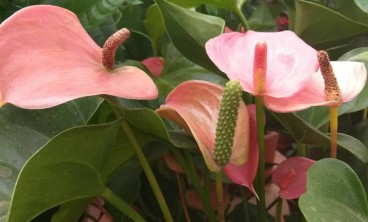 红掌虫害及防治办法