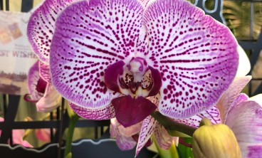 蝴蝶兰常见虫害及防治