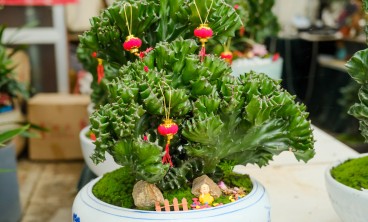 麒麟掌叶子发黄怎么办