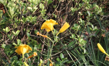 萱草叶子发黄怎么办