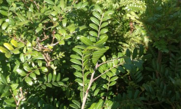 清香木的病虫害防治