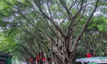 榕树叶子发黑怎么办