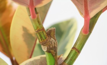 橡皮树落叶子怎么回事