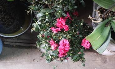 杜鹃花虫害及防治办法