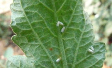 触碰植株时，从叶片背面飞起白色的小虫是什么？