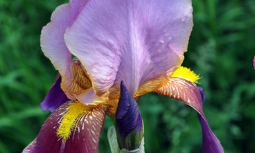 鸢尾叶子发黄的原因及解决办法