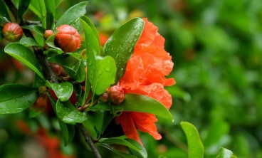 石榴花叶子为啥发黄