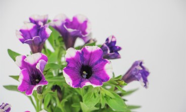 矮牵牛叶子发黄怎么办