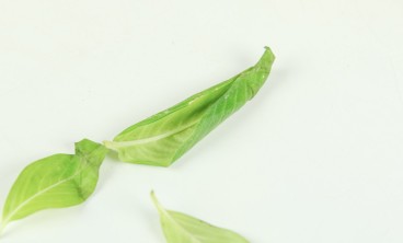 长春花叶子发黄怎么办