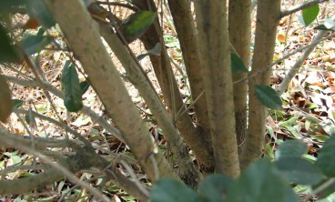 桂花的虫害防治