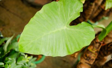 滴水观音为什么叶子发黄