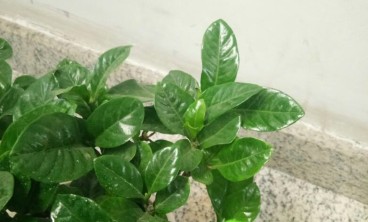 栀子花叶子发黄怎么办