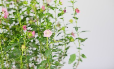 小木槿叶子发黄怎么办