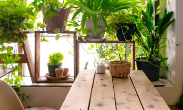 凤尾竹叶子发黄怎么办